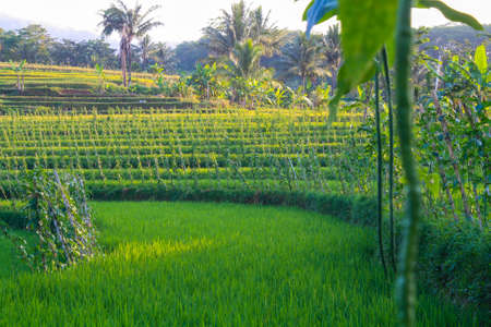 natural scenery of rice fields at the foot of Mount Ungaran, Semarangの写真素材