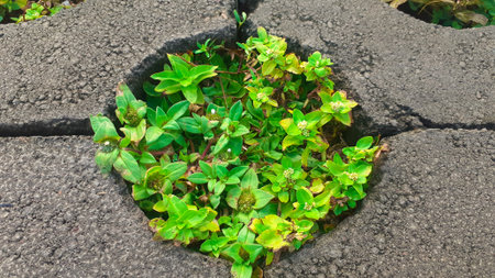 Green plants growing through the hole in the asphalt. The concept of environmental protection.の写真素材