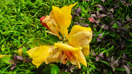 Beautiful yellow flower on the background of green grass in the gardenの写真素材