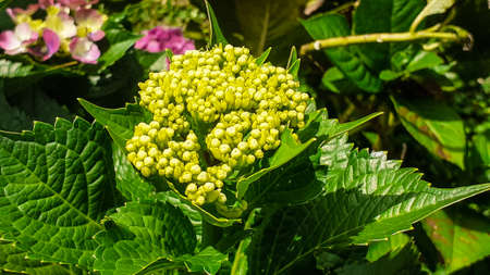 Hydrangea macrophylla, common hydrangea is a species of flowering plant in the family Hydrangeaceae.