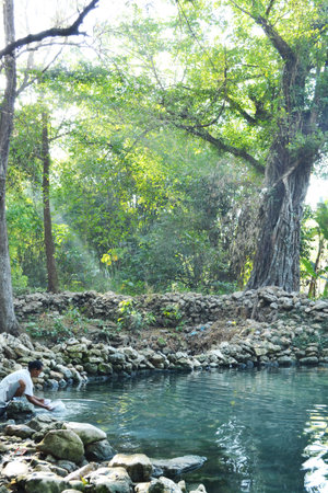 A person is in a bathing spring under the shade of a tree, a tourist spot in Grobogan, Central Java