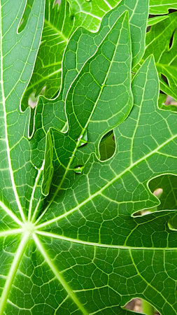 Close up of papaya leaf with water drop, nature background.