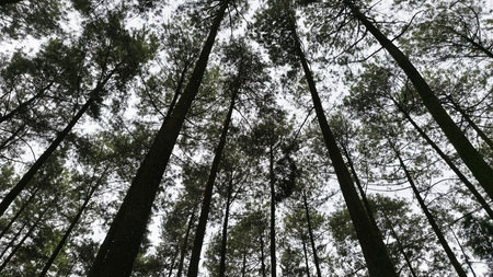 Pine tree forest, Nature background