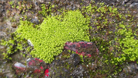 Green moss on the rock, close-up. Nature background.