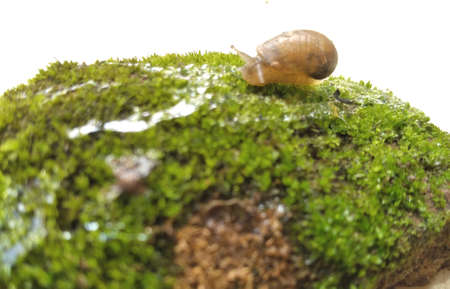 little baby snail on the green moss of stoneの写真素材