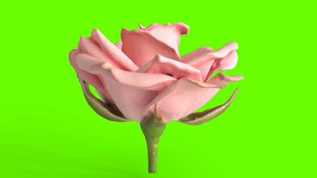 pink rose with green backgroundの写真素材