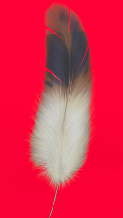 feather with red backgroundの写真素材