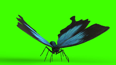 blue butterfly with green backgroundの写真素材