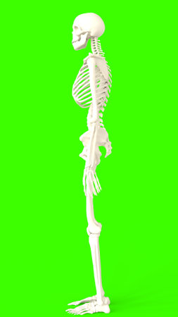 skeleton with green backgroundの写真素材