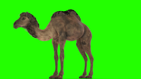 wild camel with green backgroundの写真素材