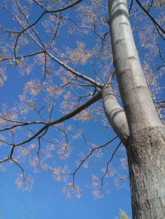 tree seeds in Otooの写真素材