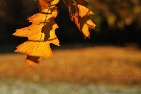 Autumn orange shadow