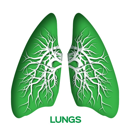 Lungs origami. Green Paper cut  Human Lungs anatomy with bronchial tree. Applique Vector design illustration.のイラスト素材