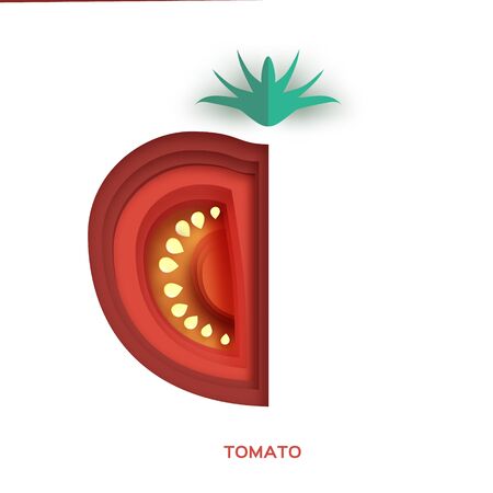 Tomato. Fresh slice on white background. Front view.のイラスト素材