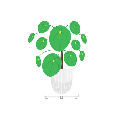 Plant pilea. Homeplant. Chinese money plant.のイラスト素材