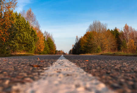 Road to horizon in beautiful autumn forest. Autumn landscape