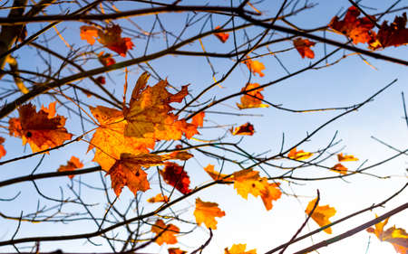 Autumn maple leaves on branches in blue sky