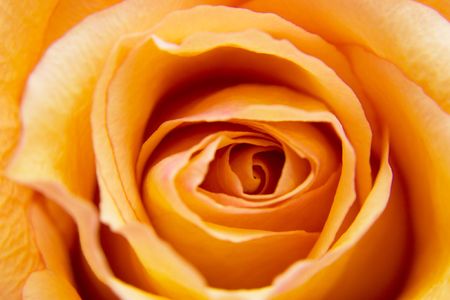 Extreme close up of a yellow orange roseの写真素材