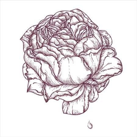 Peony or rose flower in victorian etching style.のイラスト素材
