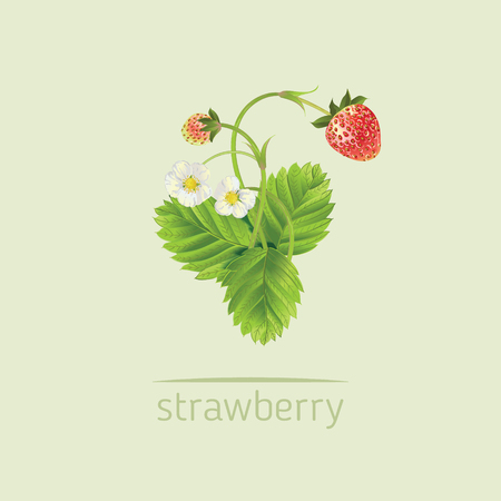 Strawberry with leave, water drops and flowers. Vector realistic illustration. Isolated on background. Design for grocery, farmers market, tea, natural cosmetics, summer garden design element.のイラスト素材