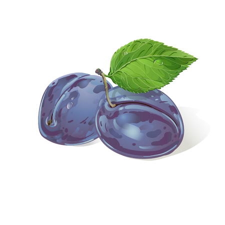 Vector plums with leaves and water drops. Vector realistic illustration. On light green background. Design for grocery, farmers market, natural cosmetics, summer garden design element.のイラスト素材
