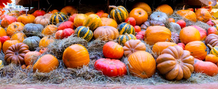A large number of colored pumpkins lay together in large numbers indoors for Halloween in the fall....