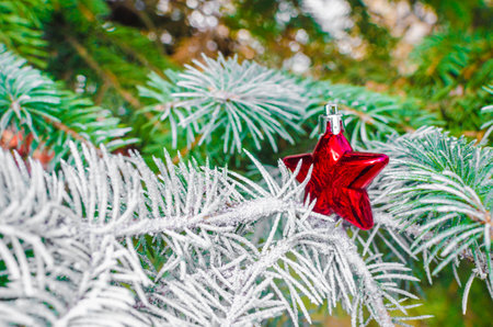 red christmas stars on fir branches christmas decorative . High quality photoの写真素材