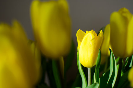 a bouquet of yellow tulips in the sun close up