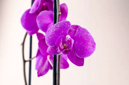 purple orchid on pale pink background close upの写真素材