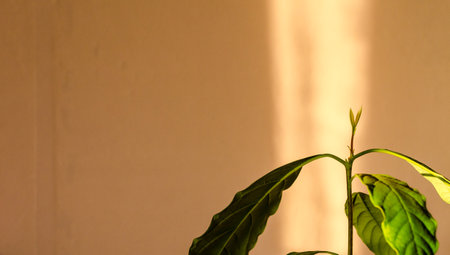 plant avocado green leaves on pink background in sunlight