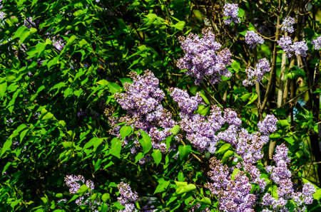 purple lilac bush blooming in summer on a sunny dayの写真素材