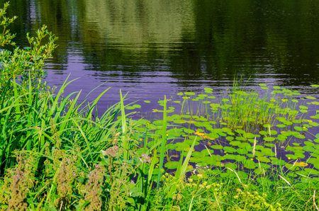 lake in summer forest with green treesの写真素材