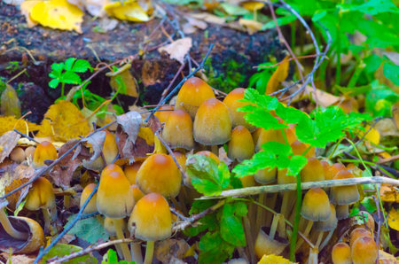 inedible mushrooms in the forest in autumn in grass