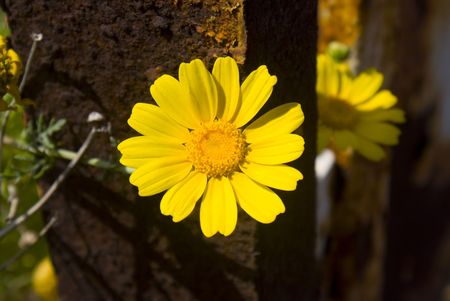 A yellow flower overcoming an old rusty peice of metalの写真素材