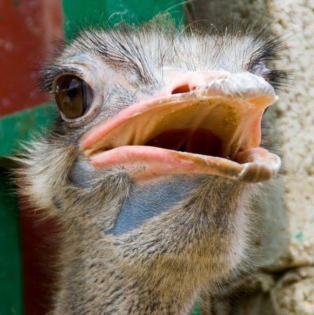Funnly looking ostrich with opened mouth looking curious
