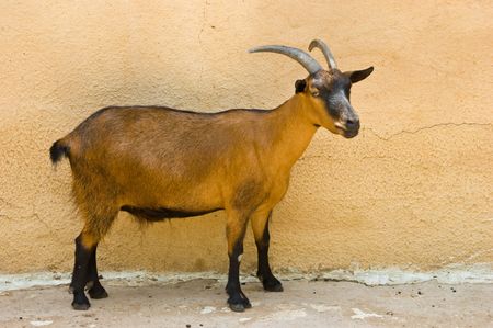 A Brown Goatr standing by a light brown wallの写真素材