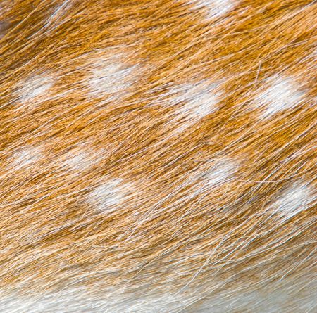A closeup on the pattern on a deer's wpplの写真素材