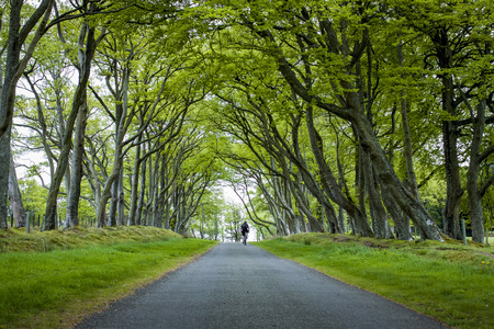 Cyclist on the alley in the park with green treesの写真素材