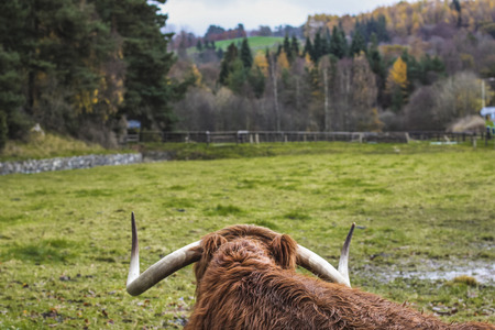 Scottish highland cowの写真素材