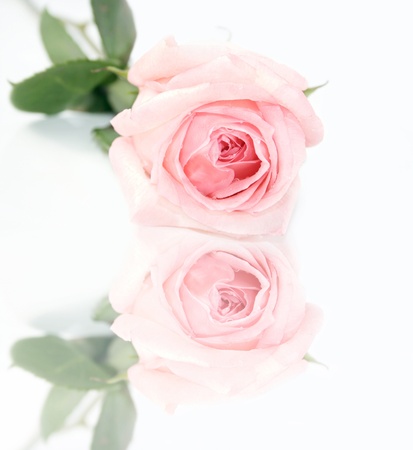 Beautiful pink rose for invitations, valentines and backs  の写真素材
