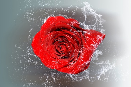 Elegant rose with water drops  Objects and water serial  の写真素材