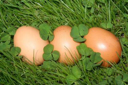 Easter eggs on a green grass   Easterの写真素材