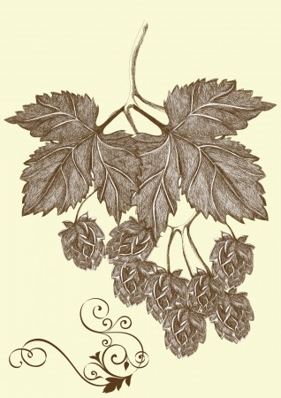 hand drawn hop branch for your design. のイラスト素材