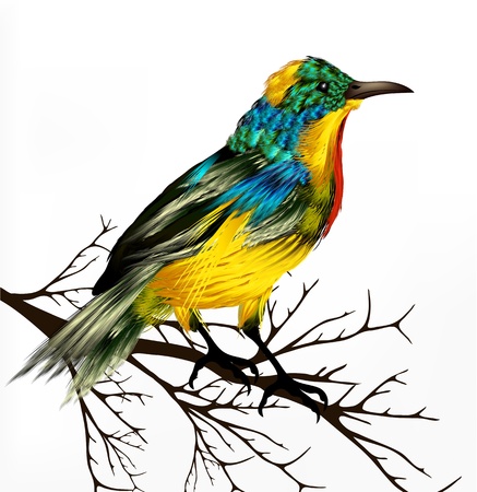 Spring vector background with realistic  tropical vector bird のイラスト素材