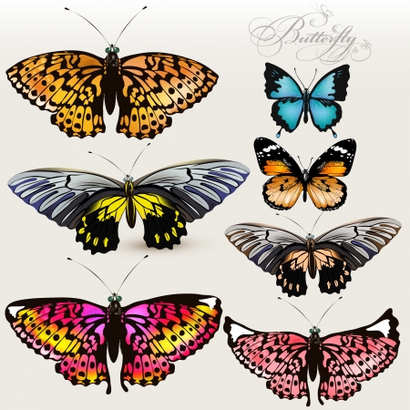 Set of realistic vector butterflies for your designのイラスト素材