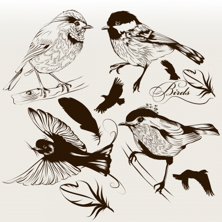 Vector set of detailed hand drawn birds for designのイラスト素材