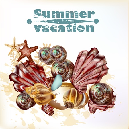 background with detailed shells on white for summer designのイラスト素材