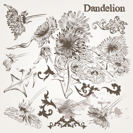 Vector set of hand drawn detailed dandelion  flowers in vintage styleのイラスト素材