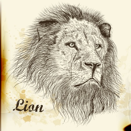 Vector illustration with hand drawn portrait of lionのイラスト素材