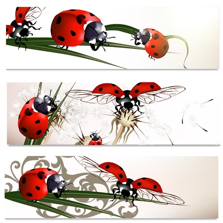 Set of floral brochures with  ladybirds for designのイラスト素材